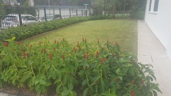Clover Park (D20), Terrace #199037462